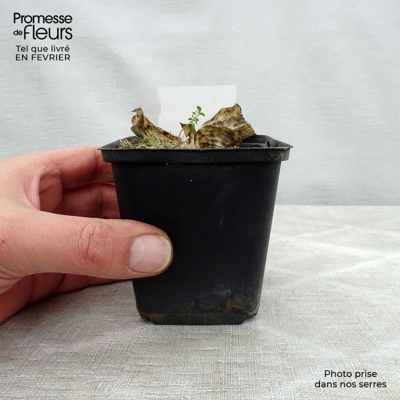 Example of Hosta Herifu - Garten-Funkie Kleine Töpfe von 8/9 cm as you get in hiver