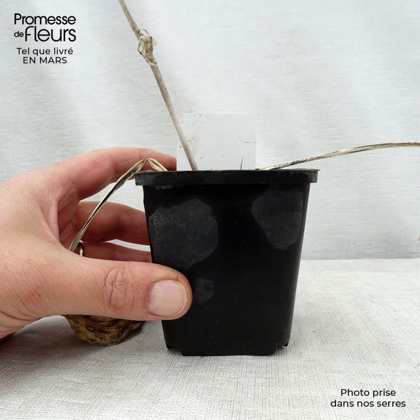 Exemplar von Hosta Herifu - Garten-Funkie Kleine Töpfe von 8/9 cm wie im Frühjahr geliefert