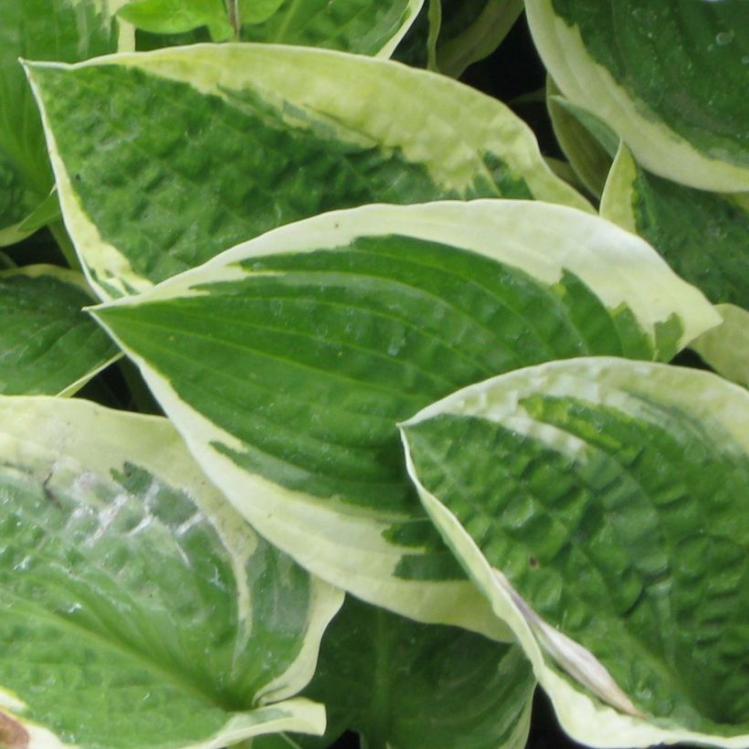 Hosta Honeysong - Garten-Funkie (Foliage)