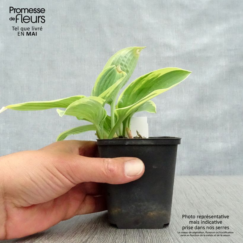 Example of Hosta Honeysong - Garten-Funkie Topf mit 2L/3L as you get in printemps
