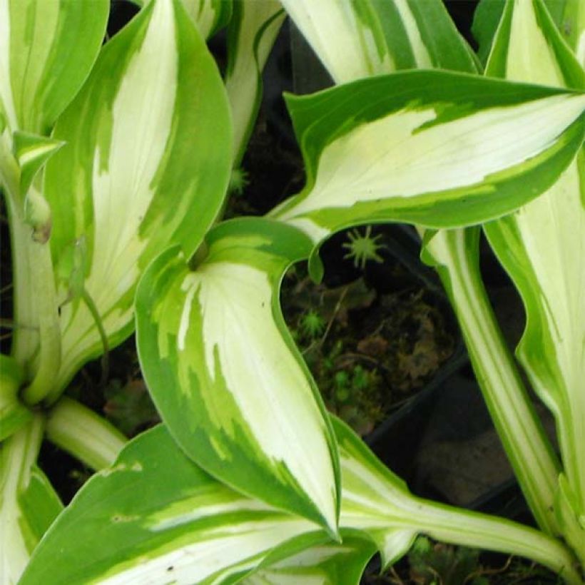 Hosta Joyce Trott - Garten-Funkie (Foliage)