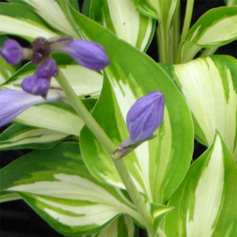 Hosta Joyce Trott - Garten-Funkie (Flowering)