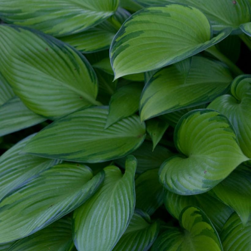 Hosta tardiana June Fever - Garten-Funkie (Foliage)