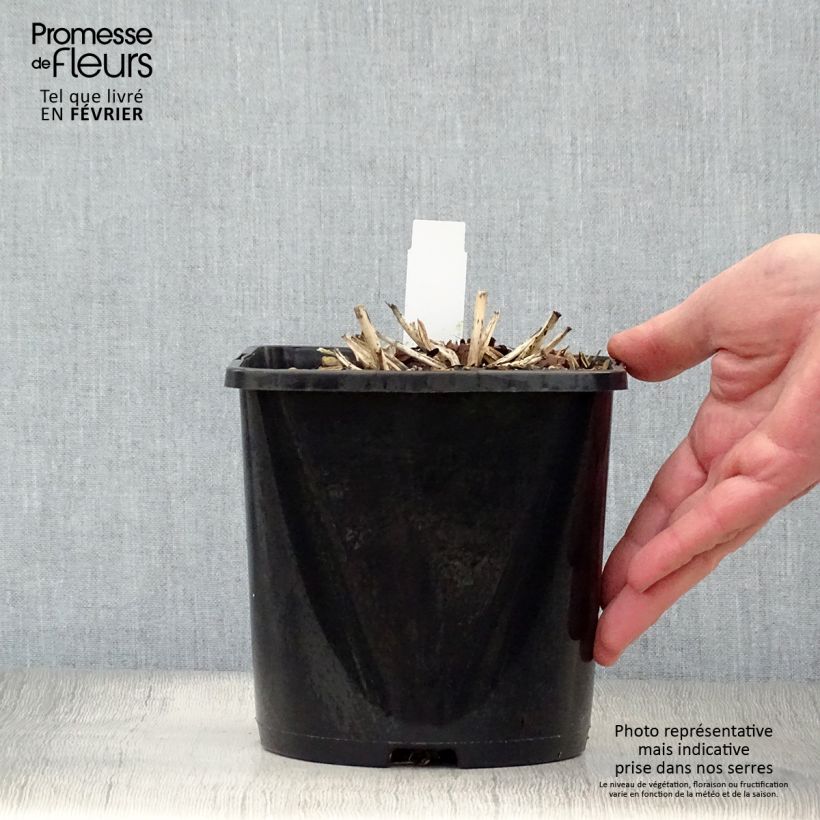 Exemplar von Hosta tardiana June - Garten-Funkie Topf mit 1,5L/2L wie im Winter geliefert