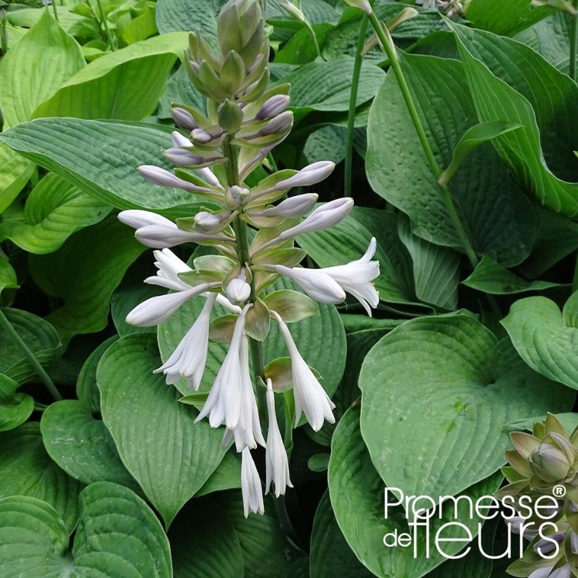 Hosta Jurassic Park - Garten-Funkie (Flowering)