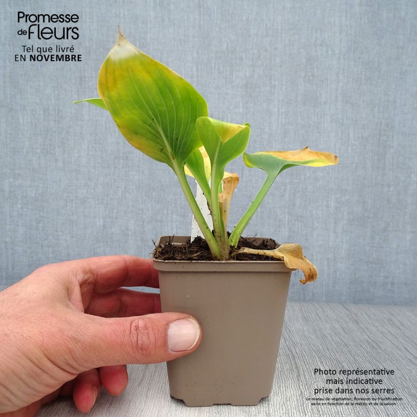 Example of Hosta Jurassic Park - Garten-Funkie Kleine Töpfe von 8/9 cm as you get in automne