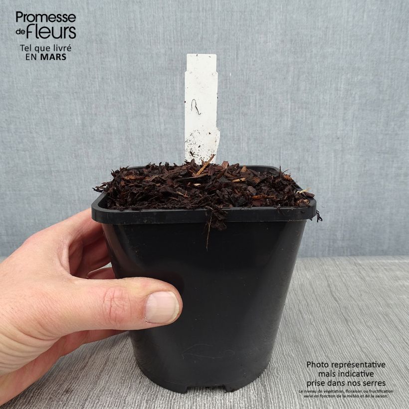 Exemplar von Hosta Jurassic Park - Garten-Funkie Topf mit 1,5L/2L wie im Winter geliefert