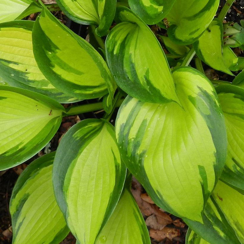 Hosta Justine - Garten-Funkie (Foliage)