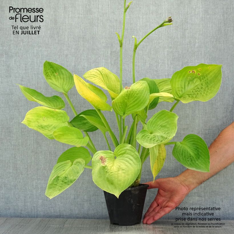 Example of Hosta Ki Ren Jyaku - Garten-Funkie Topf mit 1,5L/2L as you get in ete