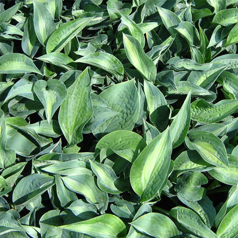 Hosta Kiwi Full Monty - Garten-Funkie (Foliage)