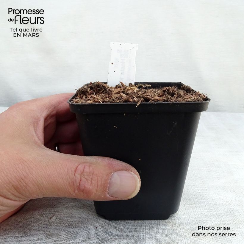 Exemplar von Hosta nigrescens Krossa Regal - Garten-Funkie Kleine Töpfe von 8/9 cm wie im Frühjahr geliefert