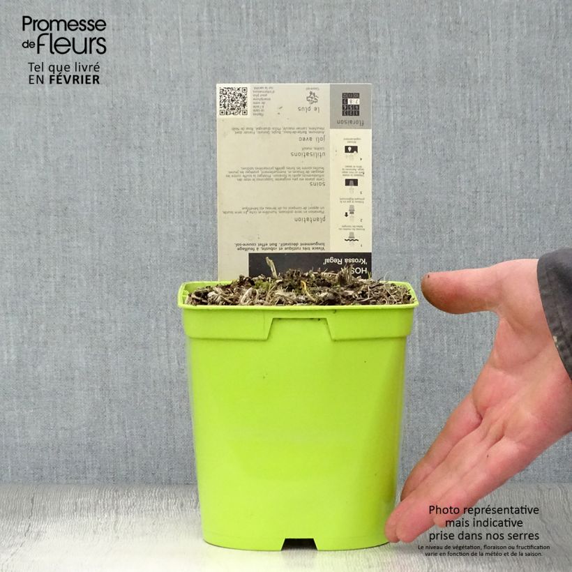 Example of Hosta nigrescens Krossa Regal - Garten-Funkie Topf mit 2L/3L as you get in hiver