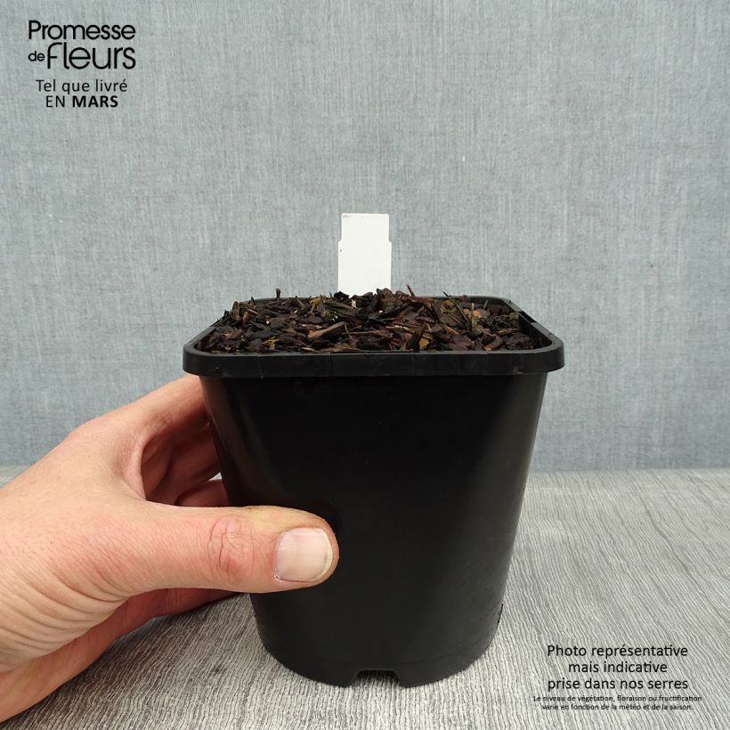 Exemplar von Hosta Lakeside Paisley Print - Garten-Funkie Topf mit 1,5L/2L wie im Winter geliefert