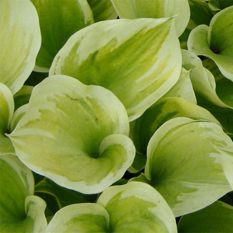 Hosta Liberty - Garten-Funkie (Foliage)