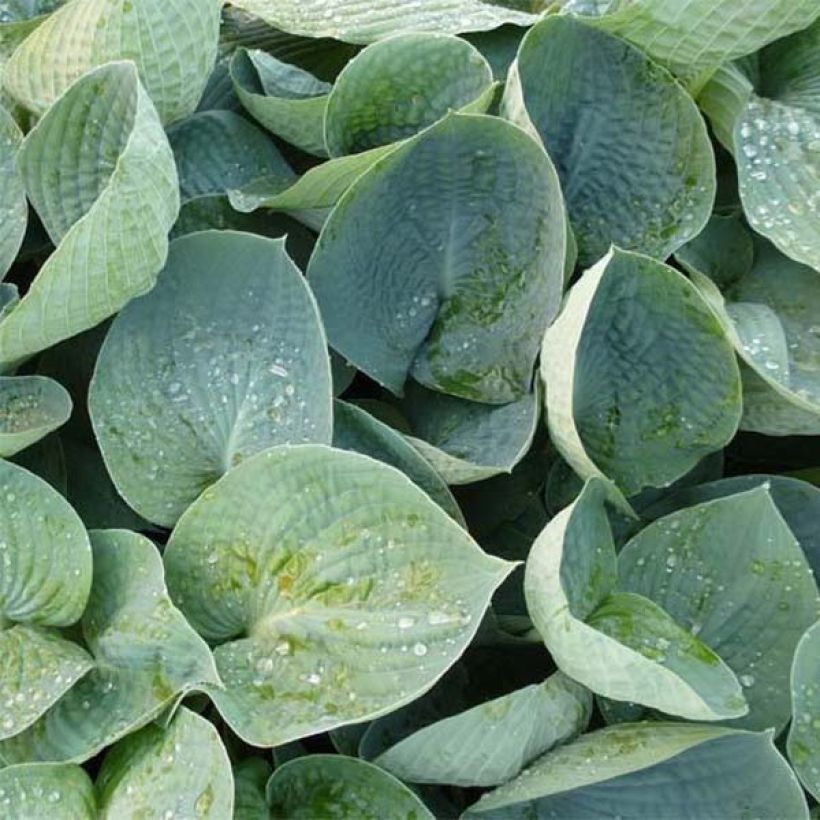 Hosta Love Pat - Garten-Funkie (Foliage)