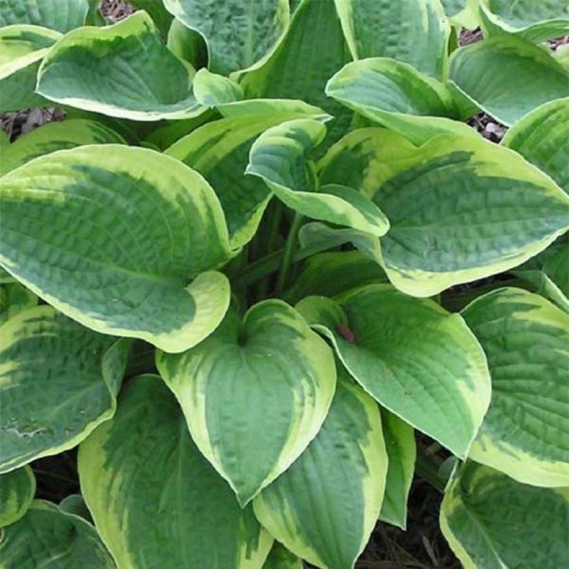 Hosta Mama Mia - Garten-Funkie (Foliage)
