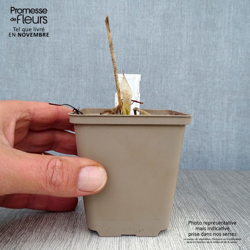 Example of Hosta Minuteman - Garten-Funkie Kleine Töpfe von 8/9 cm as you get in automne