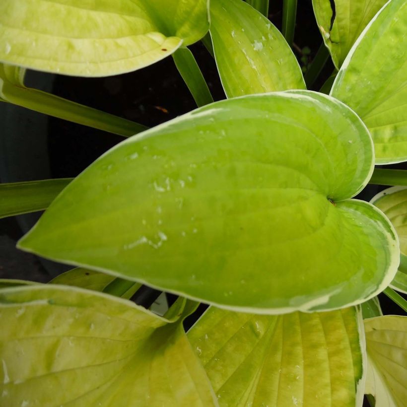 Hosta Moonlight - Garten-Funkie (Foliage)