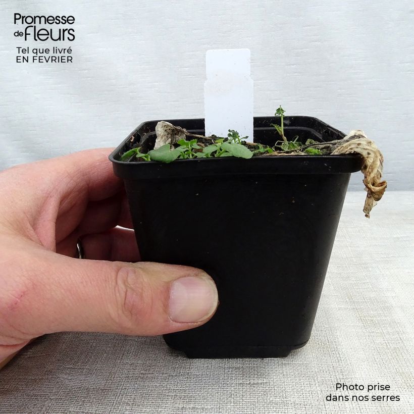 Example of Hosta Morning Light - Garten-Funkie Kleine Töpfe von 8/9 cm as you get in hiver