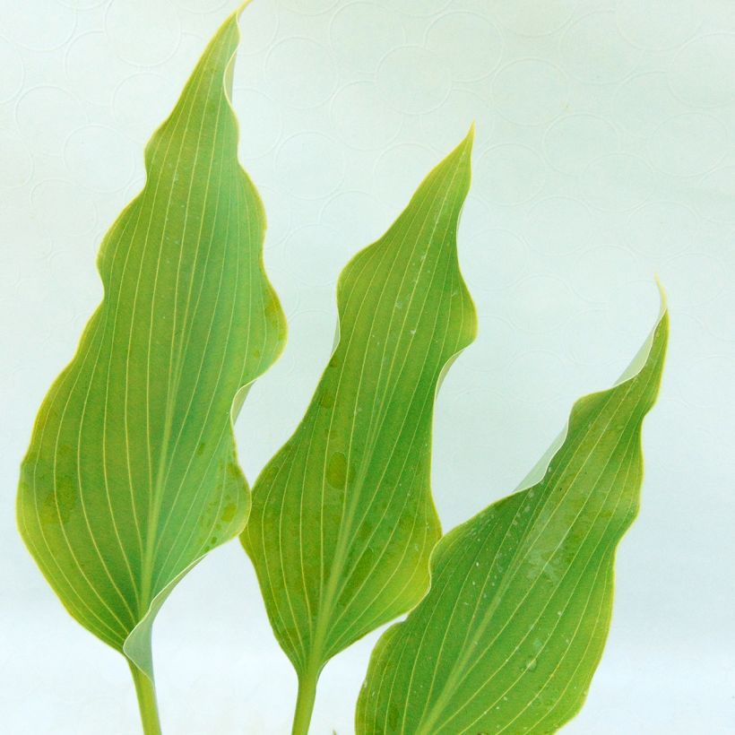 Hosta Neptune - Garten-Funkie (Foliage)