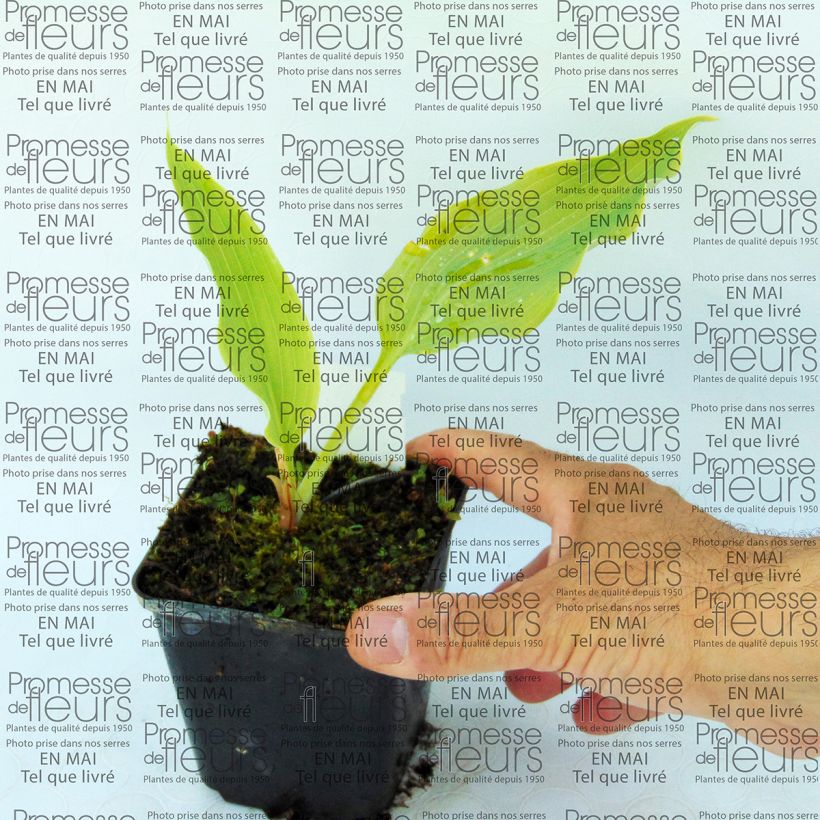 Example of Hosta Neptune - Garten-Funkie Kleine Töpfe von 8/9 cm as you get