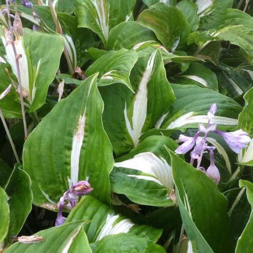 Hosta Night Before Christmas - Garten-Funkie (Foliage)