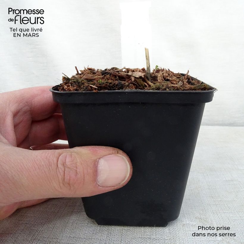 Exemplar von Hosta Night Before Christmas - Garten-Funkie Kleine Töpfe von 8/9 cm wie im Frühjahr geliefert