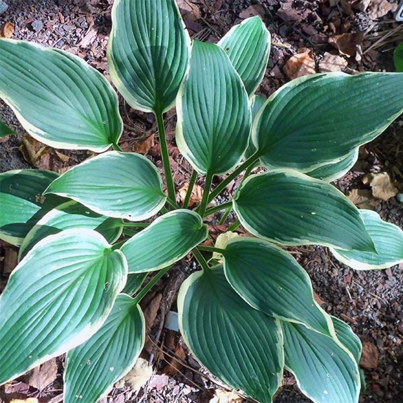 Hosta North Hills - Garten-Funkie (Foliage)