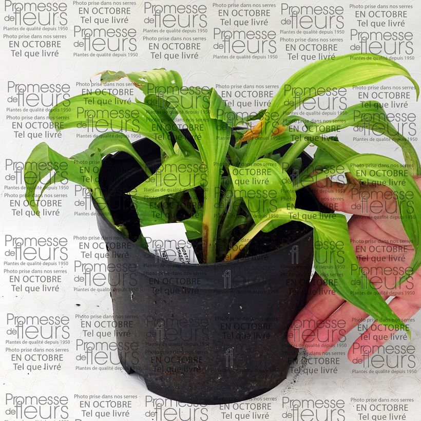 Example of Hosta On Stage - Garten-Funkie Topf mit 2L/3L as you get
