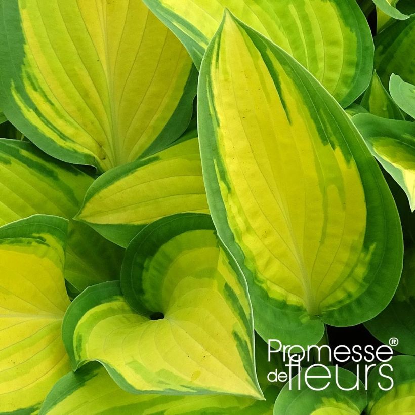 Hosta Orange Marmelade - Garten-Funkie (Foliage)