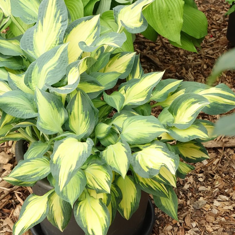Hosta Orange Marmelade - Garten-Funkie (Plant habit)