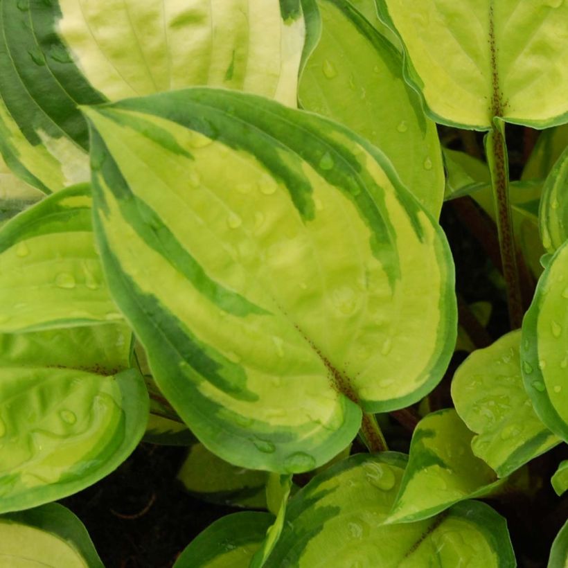 Hosta Paradise Island - Garten-Funkie (Foliage)