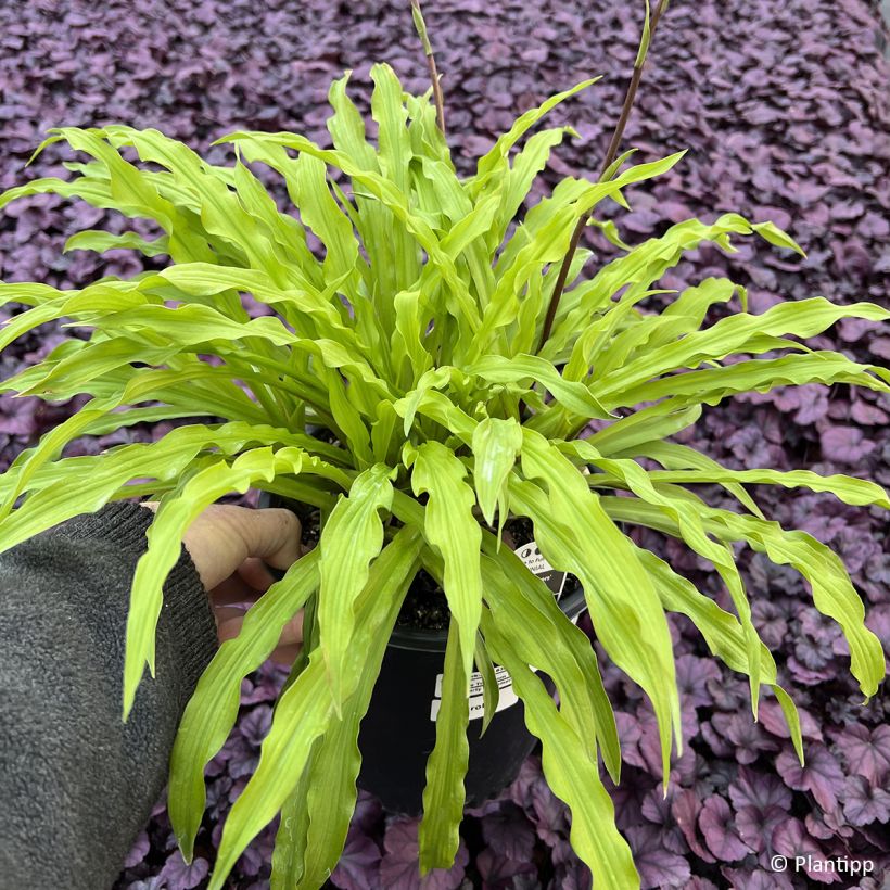 Hosta Party Streamers - Funkie (Foliage)