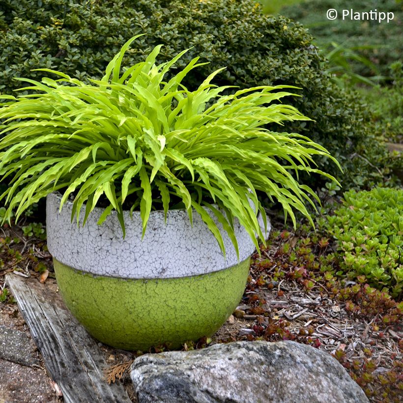 Hosta Party Streamers - Funkie (Plant habit)