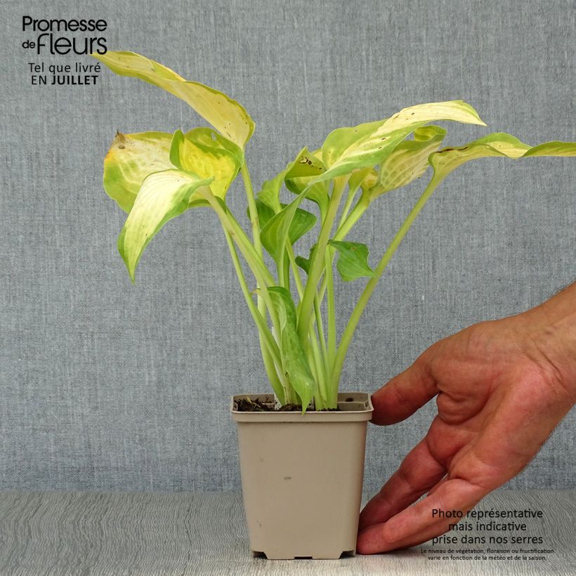Exemplar von Hosta Paul s Glory - Garten-Funkie Kleine Töpfe von 8/9 cm wie im Sommer geliefert