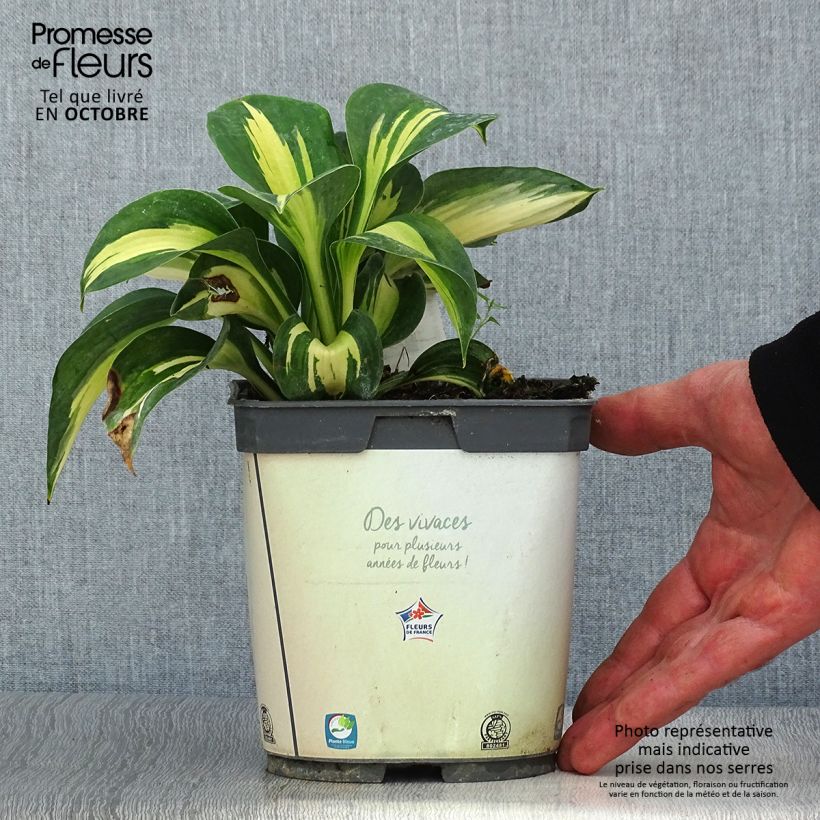 Example of Hosta Paul s Glory - Garten-Funkie Topf mit 2L/3L as you get in automne