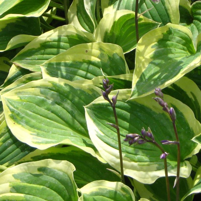Hosta Pilgrim - Garten-Funkie (Foliage)