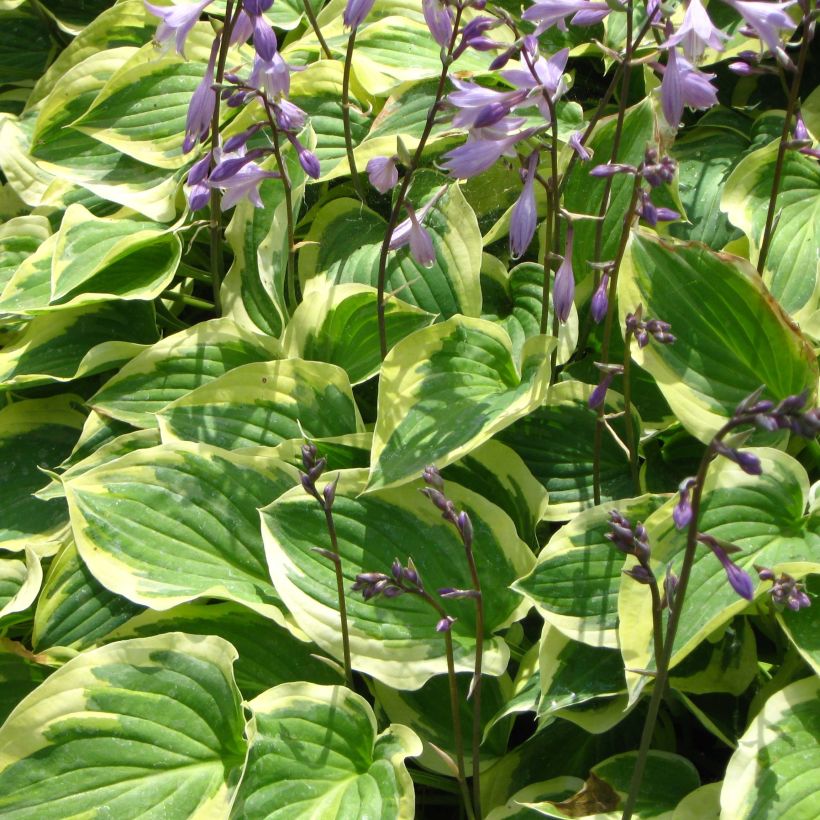 Hosta Pilgrim - Garten-Funkie (Flowering)