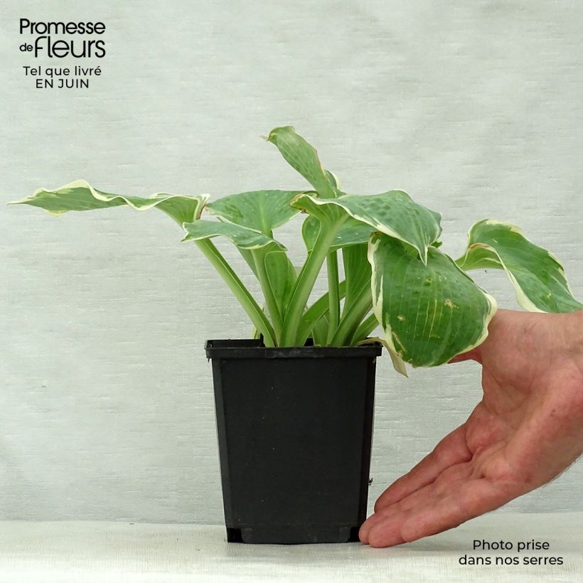 Example of Hosta Pizzazz - Garten-Funkie Kleine Töpfe von 8/9 cm as you get in ete