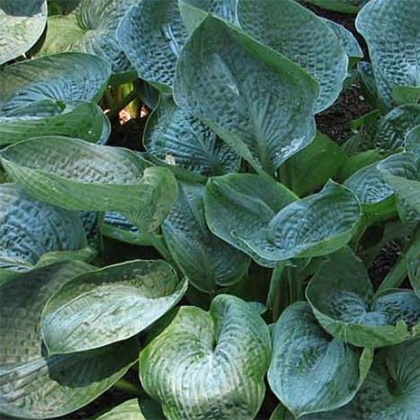 Hosta Prairie Sky - Garten-Funkie (Foliage)