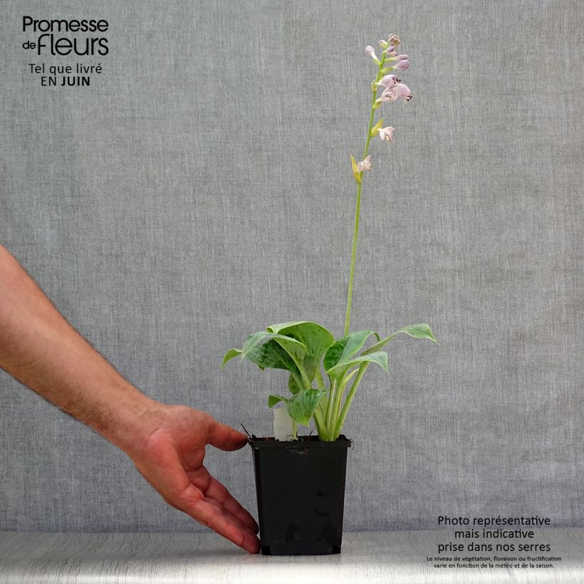 Exemplar von Hosta Prairie Sky - Garten-Funkie Kleine Töpfe von 8/9 cm wie im Sommer geliefert