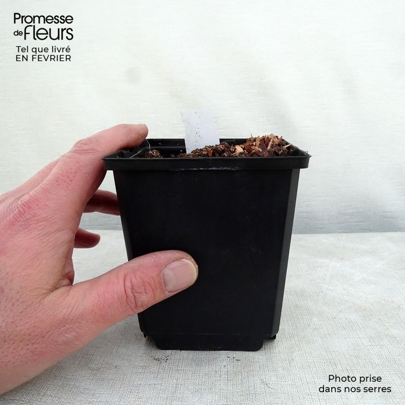 Exemplar von Hosta Prairie Sky - Garten-Funkie Kleine Töpfe von 8/9 cm wie im Winter geliefert