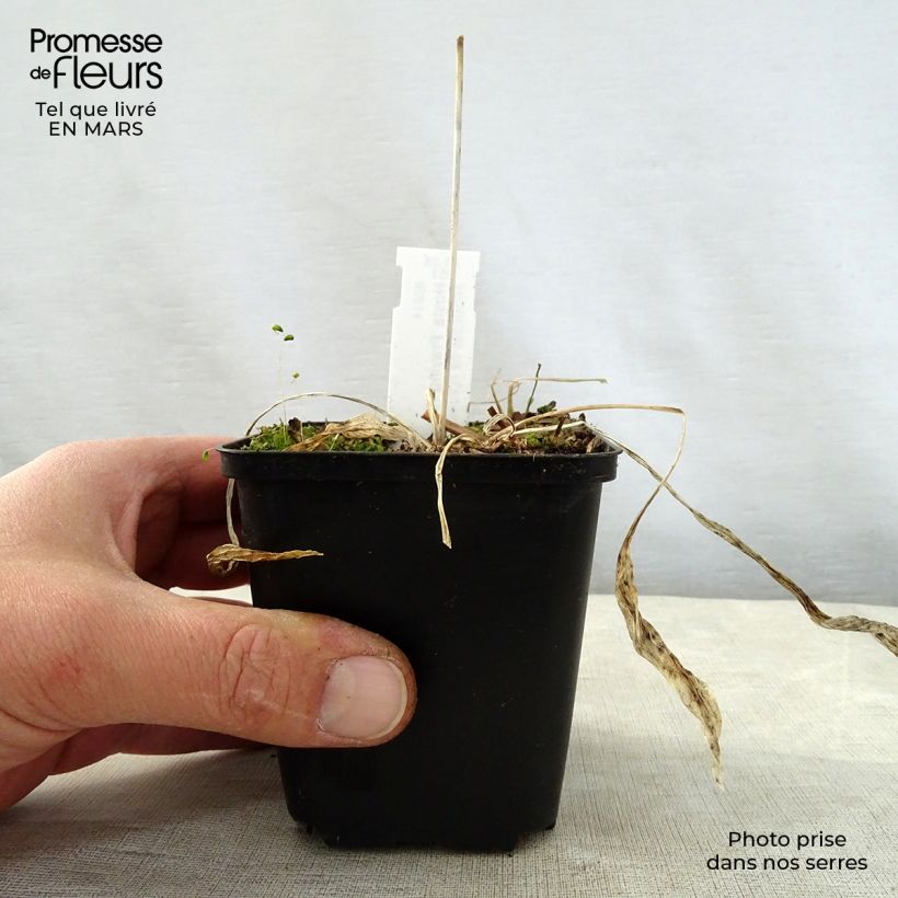 Exemplar von Hosta Praying Hands - Garten-Funkie Kleine Töpfe von 8/9 cm wie im Frühjahr geliefert