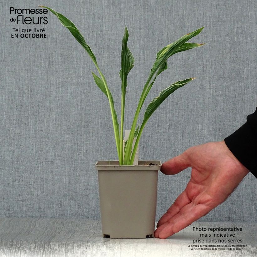 Example of Hosta Praying Hands - Garten-Funkie Kleine Töpfe von 8/9 cm as you get in automne