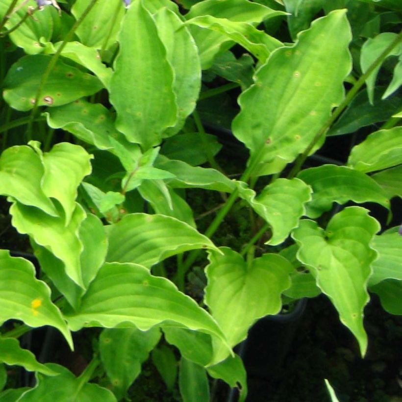 Hosta Purple Dwarf - Garten-Funkie (Foliage)