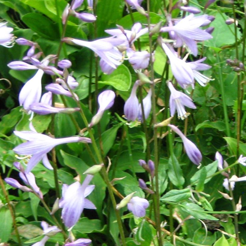 Hosta Purple Dwarf - Garten-Funkie (Flowering)