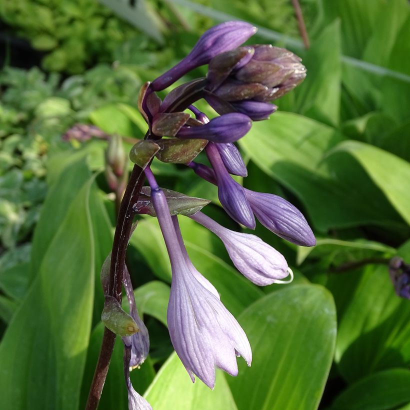 Hosta Purple Heart - Garten-Funkie (Flowering)