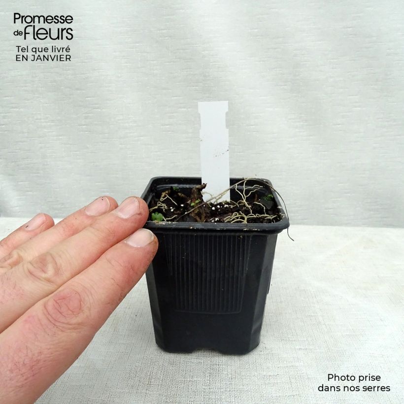 Exemplar von Hosta Purple Heart - Garten-Funkie Kleine Töpfe von 8/9 cm wie im Winter geliefert