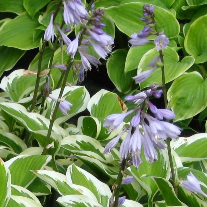 Hosta Queen Josephine - Garten-Funkie (Flowering)
