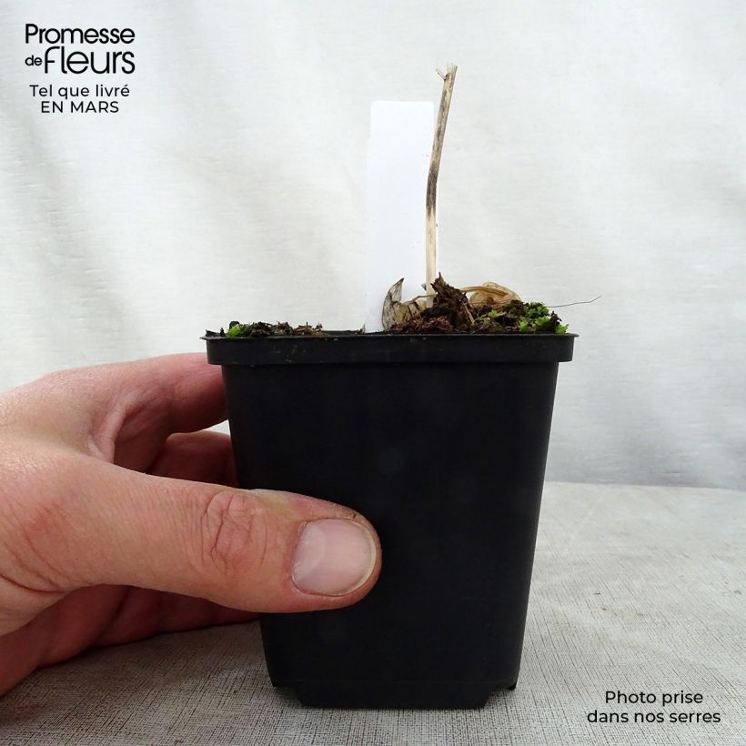 Exemplar von Hosta Queen Josephine - Garten-Funkie Kleine Töpfe von 8/9 cm wie im Frühjahr geliefert